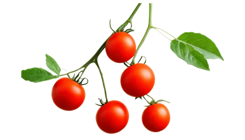 Ripe tomatoes, cluster, green vine, red skin, glossy surface, juicy flesh, leaves surrounding, natural light, 3/4 composition, shallow depth of field, warm color tone, soft focus, cinematic lighting.,