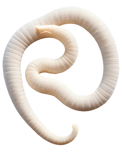 wurm,millipede,ercp,polychaete,flagellum,wormlike,worm,millipedes,caecilian,roundworms,tapeworm,roundworm,sandworm,coiled,pellworm,polychaetes,silkworm,micropholis,ramphotyphlops,supercoiled,Conceptual Art,Sci-Fi,Sci-Fi 16