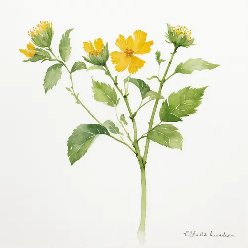 Effortlessly remove white background,flower illustration,doronicum orientale,lesser celandine,illustration of the flowers,boissonneaua flavescens,trollius of the community,woodland sunflower,flower il