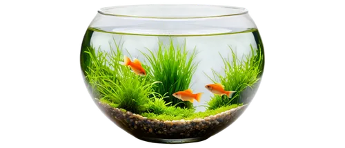 Fishbowl, transparent glass, water ripple effect, colorful fish swimming, aquatic plants, decorative rocks, softbox lighting, macro lens, shallow depth of field, vibrant color tone, 1/2 composition, w