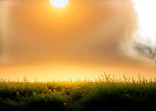 sunburst background,volumetric,lens flare,yellow grass,dew on grass,spring background,defocus,shader,nature background,solar field,springtime background,background bokeh,sun,free background,virtual landscape,plains,grassland,grasslike,3d background,landscape background,Conceptual Art,Fantasy,Fantasy 30