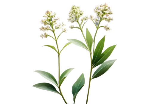 veratrum,eucomis,plantago,pontederia,gentiana,flowers png,tuberose,scaphosepalum,striped squill,cherry laurel,lily of the desert,melissa officinalis,small-leaf lilac,ornithogalum umbellatum,lily of the field,ceratostylis,greek valerian,fernleaf lavender,pineapple lily,citronella,Illustration,Abstract Fantasy,Abstract Fantasy 18