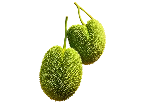 kiwi fruit,durian seed,pitahaja,kaki fruit,breadfruit,chayote,lychees,kiwi,artocarpus odoratissimus,pitahaya,kiwifruit,durian,kiwi lemons,fruit,schisandraceae,green kiwi,artocarpus,chestnut fruits,litchi,soursop,Art,Artistic Painting,Artistic Painting 29