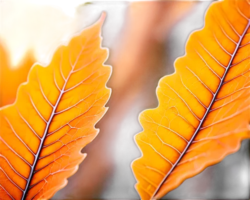 beech leaf,beech leaves,leaf background,chestnut leaf,leaves frame,leaf macro,brown leaf,tree leaves,tree leaf,golden leaf,autumn leaf,red leaf,leafed,sunlight through leafs,leaf color,gold leaves,maple leave,maple foliage,oak leaves,chestnut leaves,Conceptual Art,Daily,Daily 13