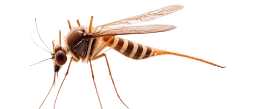 aedes albopictus,syrphid fly,chelydridae,wasps,horse flies,membrane-winged insect,geophaps plumifera,hymenoptera,wasp,drosophila,bombycidae,mosquitoe,bombyliidae,leuconotopicus,mantidae,artificial fly,dolichopodidae,cosmeatria,elapidae,psittacidae,Illustration,Realistic Fantasy,Realistic Fantasy 36