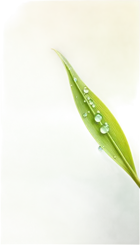 dewdrop,drops plant leaves,dew drop,water lily leaf,waterdrop,dewdrops,dew drops,water droplet,raindrop,spring leaf background,rainy leaf,water drop,dew droplets,droplet,dew-drop,aloe vera,agave nectar,drop of rain,a drop of water,water droplets,Art,Artistic Painting,Artistic Painting 08