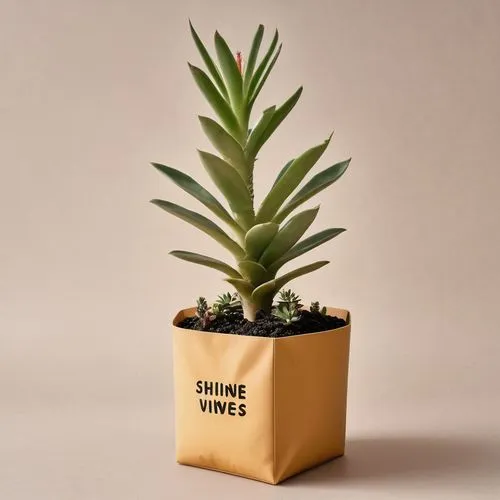 dwarf pine,small pineapple,dwarf tree,small plant,succulent plant,sinuata,Photography,Documentary Photography,Documentary Photography 02