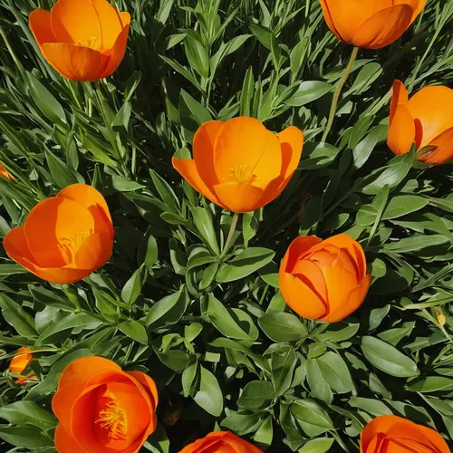 orange tulips,tulips,orange flowers,turkestan tulip,two tulips,orange roses,tulip background,tulip flowers,wild tulips,orange petals,yellow orange tulip,tulipa,orange red flowers,red orange flowers,tulipa tarda,crocuses,eschscholzia californica,crocuss,tulip festival,tulip,Photography,Black and white photography,Black and White Photography 03