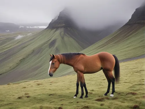 Imagine an iceland foal exploring a misty mountain ridge.,iceland horse,iceland foal,icelandic horse,faroe islands,mountain pasture,eastern iceland,przewalski's horse,a horse,dream horse,weehl horse,m