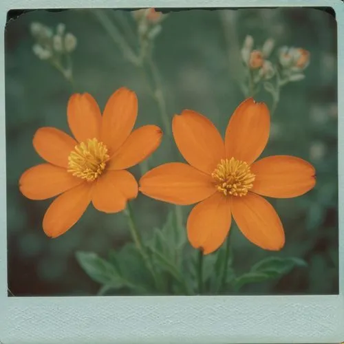 orange flowers,orange marigold,cosmos flowers,orange flower,lubitel 2,orange petals,Photography,Documentary Photography,Documentary Photography 03