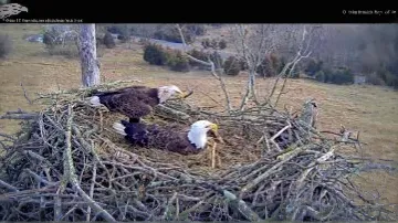 nesting box,nesting material,nest building,incubating,eagles nest,nesting,nest box,buteo,feeding time,hatching,access the local peregrine,feeding,nestling,in the mother's plumage,bald eagles,hatched,time lapse,nesting place,foraging,ariege pointer