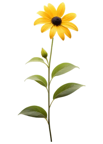 rudbeckia,sunflower lace background,yellow gerbera,small sun flower,helianthus,rudbeckia fulgida,rudbeckia nidita,flower background,coneflower,yellow calendula flower,african daisy,yellow flower,stored sunflower,flowers png,sunflower,coreopsis,helianthus occidentalis,flower wallpaper,chrysanthemum background,black-eyed susanne,Illustration,Retro,Retro 16