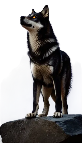 balto,aleu,wolstein,malamute,wolfsangel,shibergan,tervuren,european wolf,howling wolf,elkhound,wolffian,thorgal,wolfstein,wolfed,wolfgramm,schindewolf,derivable,gray wolf,fenrir,huskic,Photography,Fashion Photography,Fashion Photography 10