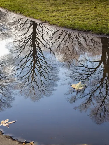 puddle,reflection in water,reflections in water,reflection of the surface of the water,reflecting pool,water reflection,water mirror,reflected,mirror water,puddles,reflections,ripples,mirror reflection,reflection,parallel worlds,reflect,mirroring,mirrored,mirror image,lens reflection,Art,Artistic Painting,Artistic Painting 50