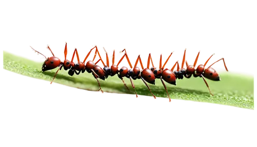 Animated ants, multiple ants, marching line, shiny exoskeleton, tiny eyes, antennae, busy movement, green grass background, warm sunlight, soft focus, cinematic composition, vibrant color tone, playfu