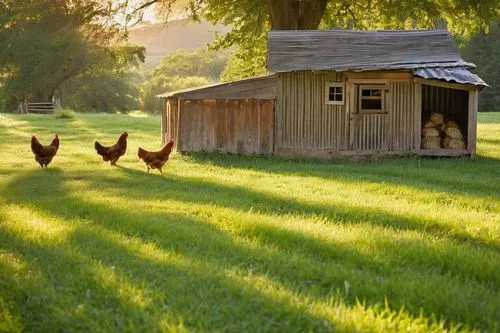 Rustic farm, afternoon sun, wooden chicken coop, detailed textures, weathered wood planks, corrugated metal roof, old iron door, wire mesh windows, scattered feathers, straw bedding, few chickens peck