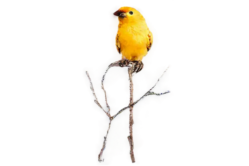 Little yellow bird, cartoon style, bright sunshine, happy expression, big round eyes, small beak, fluffy feathers, tiny wings, perched on branch, looking up, morning light, soft focus, warm color tone