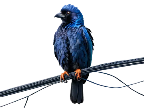 blue macaw,hyacinth macaw,blue parrot,blue and gold macaw,macaws blue gold,blue parakeet,blue macaws,macaw hyacinth,blue and yellow macaw,macaws on black background,macaw,beautiful macaw,blue buzzard,blue lamp,bluejay,3d crow,blue bird,parakeet,nicobar pigeon,macaws,Conceptual Art,Oil color,Oil Color 07