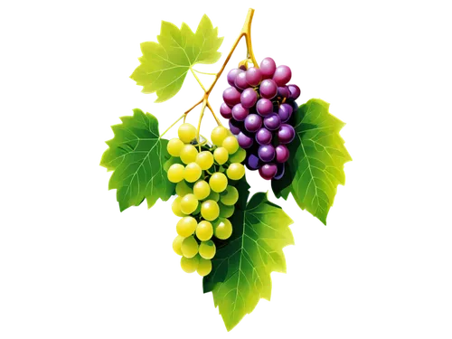 Bunch of grapes, cartoon style, colorful, shiny skin, green stem, leaves attached, playful doodle art, white background, high contrast, soft brush strokes, rounded shapes, cute expression, exaggerated