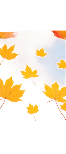 autumn background,autumn leaf paper,autumn icon,leaf background,autumn leaves,autumn frame,yellow leaf,yellow leaves,colored leaves,maple leaves,spring leaf background,autumn leaf,fallen leaves,autumnal leaves,maple leave,yellow maple leaf,fall leaves,xanthophylls,fall leaf,leaves in the autumn,Photography,Black and white photography,Black and White Photography 09