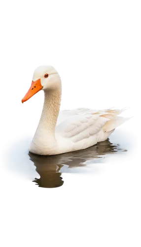 duck on the water,ornamental duck,swan on the lake,duck,cayuga duck,brahminy duck,lameduck,gooseander,swanning,water bird,water fowl,swan,female duck,white swan,gwe,diduck,dolan,rockerduck,waterfowl,the duck,Photography,Documentary Photography,Documentary Photography 28