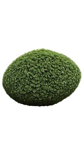 9 ratio, high-resolution, detailed textures, realistic rendering.,a green object with leaves on top of it,chloropaschia,chlorella,microalgae,grass golf ball,wheatgrass,spirulina,chloroplasts,azolla,mi