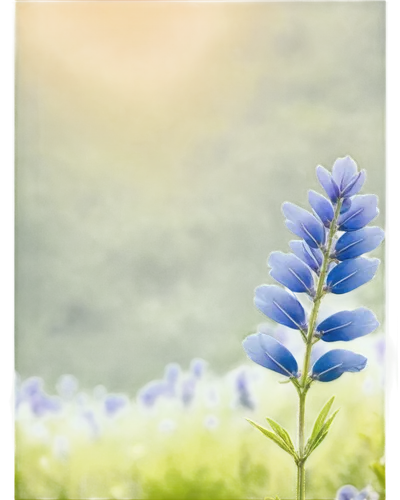 Wildflower, bluebonnet, solo, Texas state flower, delicate petals, light blue color, gentle sway, morning dew, soft sunlight, panoramic view, shallow depth of field, warm color tone, cinematic lightin