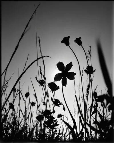 Create a poem describing the beauty of a Sukunz flower blooming in a secluded meadow.,coneflowers,white clover,brook avens,clover leaves,meadow clover,red clover,clover flower,trifolium,old field clov