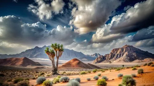 DESERT ,the desert with palm trees and mountain range is beautiful,desert desert landscape,desert landscape,arid landscape,capture desert,joshua trees,the desert