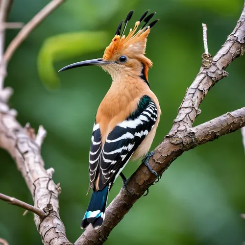 woodpecker bird,stork billed kingfisher,flicker woodpecker,hornbill,woodpecker,beautiful bird,giant kingfisher,yellowbilled hornbill,asian bird,jacamar,yellow-billed hornbill,fringilla coelebs,rufous,piciformes,tufted beautiful,tropical bird,perched on a log,nature bird,malagasy taggecko,alcedo atthis,Photography,General,Realistic