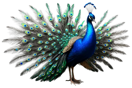 male peacock,peacock,blue peacock,fairy peacock,peacock feathers,peafowl,meleagris gallopavo,peacocks carnation,peacock feather,prince of wales feathers,bird png,emberizidae,color feathers,cornavirus,feathers bird,platycercus,an ornamental bird,reconstruction,perico,peacock eye,Art,Classical Oil Painting,Classical Oil Painting 20