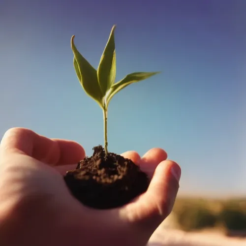 a person holding out a plant that is in the dirt,seedling,reforestation,ecological sustainable development,biopesticide,replantation,bishvat