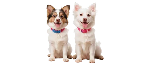 malamutes,two dogs,akitas,alsatians,dog frame,two running dogs,huskies,german shepards,color dogs,collies,malinois and border collie,rescue dogs,dogana,transparent background,dog illustration,canines,woofers,dog breed,chihuahuas,schnauzers,Art,Artistic Painting,Artistic Painting 02