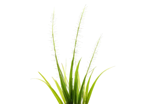 sweet grass plant,citronella,eleocharis,wheat grass,cyperus,echinochloa,equisetum,sedges,lomandra,grass lily,feather bristle grass,lemongrass,grape-grass lily,aquatic plant,panicle,tenuifolia,ornamental grass,grass fronds,horsetails,spikelets,Conceptual Art,Daily,Daily 02