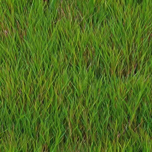 block of grass,zoysia,grass,paspalum,cordgrass,grass grasses,grass blades,golf course grass,grassman,gras,grass fronds,brick grass,blade of grass,green wallpaper,green grass,long grass,grass lily,grasslike,lawn,wheat grass,Illustration,Abstract Fantasy,Abstract Fantasy 10