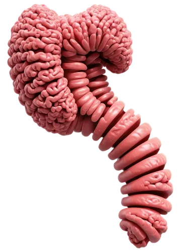 Internal organs, human body, digestive system, large intestine, ascending colon, transverse colon, descending colon, sigmoid colon, rectum, anus, intricate details, 3D visualization, soft lighting, wa