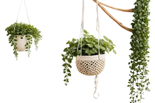 hanging plants,hanging plant,hanging decoration,hanging basket,hanging geraniums,climbing garden,climbing plant,hanging willow,herbal cradle,garden herbs,macrame,pennant garland,thai garland,flower pot holder,nursery decoration,bird nests,garden decor,tube plants,hanging chair,christmas garland,Art,Classical Oil Painting,Classical Oil Painting 14