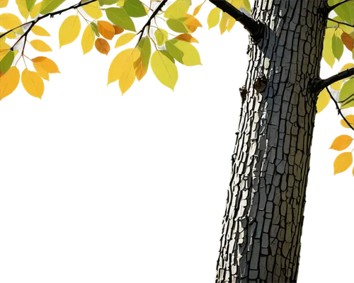 birch tree background,autumn tree,autumn background,tree texture,deciduous tree,birch tree,tree leaves,birch tree illustration,light of autumn,leaf background,poplar tree,spring leaf background,arbre,tree leaf,tree,nature background,forest tree,flourishing tree,larch tree,brown tree,Illustration,Vector,Vector 01