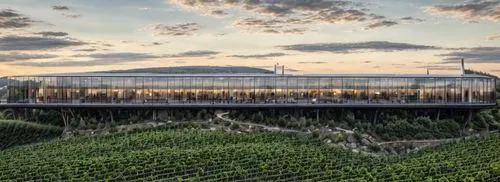 Winery in the hillside, vineyard, green roof top, glass, modern, reastaurant,tokara,antinori,waterkloof,hahnenfu greenhouse,wine growing,penfolds,wine-growing area,vinyard,mondavi,winery,barossa,vinex