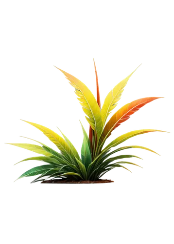 bromelia,potted palm,palm tree vector,bromeliad,peach palm,cycad,pineapple plant,pineapple lily,fan palm,wine palm,tropical floral background,tropical leaf,bromeliaceae,palm leaf,easter palm,aloe,sweet grass plant,saw palmetto,palm lily,strelitzia,Photography,Artistic Photography,Artistic Photography 02