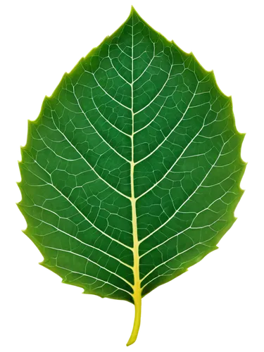 Close-up, individual leaf, autumn season, vibrant green, delicate veins, soft focus, shallow depth of field, warm lighting, natural texture, detailed edges, solitary, 3/4 composition, macro photograph