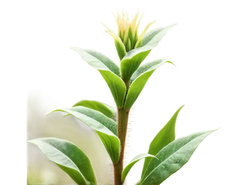 citronella,pine flower,lantern plant,lutea,tenuifolia,pineapple lily,green plant,silversword,golden candle plant,cupressaceae,citrifolia,plantago,ilicifolia,darwinia,asparagaceae,alnifolia,light fractal,forest plant,halophyte,spineflower,Conceptual Art,Sci-Fi,Sci-Fi 15