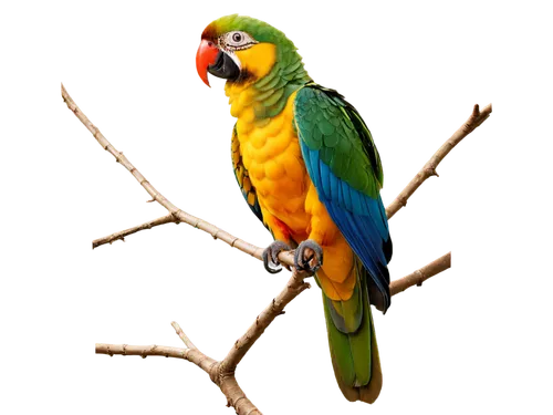 south american parakeet,yellowish green parakeet,yellow green parakeet,caique,gouldian,yellow parakeet,sun parakeet,kakariki parakeet,yellow macaw,tiger parakeet,rosella,beautiful yellow green parakeet,conure,macaw hyacinth,macaw,quaker parrot,sun conures,guacamaya,parakeet,golden parakeets,Illustration,American Style,American Style 05