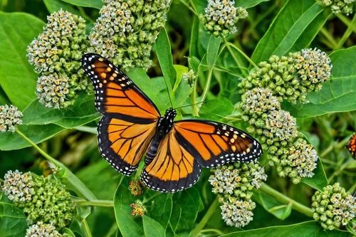 monarch butterfly on sweet clover,monarch butterfly,milkweed,monarchs,orange butterfly,milkweeds,Photography,General,Realistic