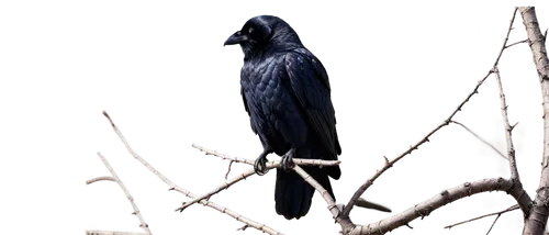 Raven, black feathers, glossy wings, sharp eyes, strong beak, mysterious gaze, perched on branch, solo, close-up, detailed textures, soft natural lighting, cinematic composition, shallow depth of fiel