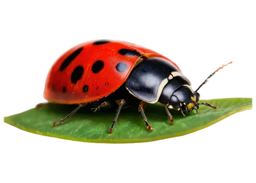 Ladybug, red shell, black spots, white wings, tiny legs, antennae, green leaves, flower petals, macro shot, extreme close-up, shallow depth of field, soft natural light, warm color tone, isolated on w