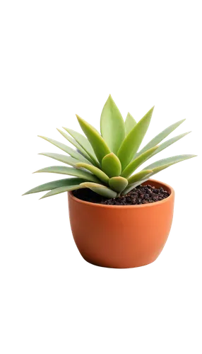 potted palm,potted plant,succulent plant,androsace rattling pot,agave azul,aloe vera,citronella,plant pot,pot plant,agave,aloe,money plant,pineapple plant,monocotyledon,houseplant,container plant,rank plant,indoor plant,desert plant,terracotta flower pot,Conceptual Art,Daily,Daily 07