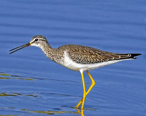 greater yellowlegs,lesser yellowlegs,common stilt,dowitcher,shorebird,rallidae,wood sandpiper,calidris pugnax,marsh sandpiper,least sandpiper,red-backed sandpiper,sandpiper,the sandpiper,small wading birds,pectoral sandpiper,white-rumped sandpiper,wader,a species of marine bird,marsh bird,waders,Art,Artistic Painting,Artistic Painting 39