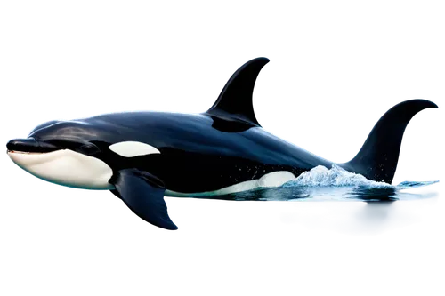 tilikum,orca,orcas,llorca,shamu,blackfish,makani,longimanus,nekton,kasatka,cetacean,delphin,northern whale dolphin,baby whale,cetacea,whale,ballenas,seaquarium,cetaceans,little whale,Photography,Documentary Photography,Documentary Photography 33