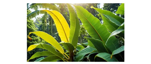 Banana tree, daytime, bright yellow fruit, curved leaves, thick trunk, green foliage, natural scenery, outdoor setting, warm sunlight, soft shadows, 3/4 composition, shallow depth of field, vibrant co